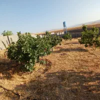 فروش یا معاوضه باغشهری|فروش زمین و ملک کلنگی|شیراز, حومه شیراز|دیوار