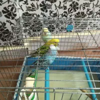 مرغ عشق|پرنده|بروجرد, |دیوار