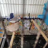 فنچ|پرنده|سنقر, |دیوار