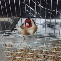 سهره نقاب بلند و جوجه