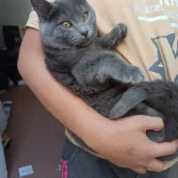 گربه بریتیش خاکستری