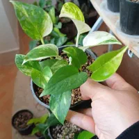 پوتوس|گل و گیاه طبیعی|شیروان (خراسان), |دیوار