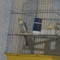 قفس بزرگ طوطی