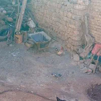 انواع کبوتر ساعتی طوقی معاوضه