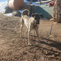 سگ خوب و با هیکل عالی