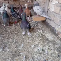 کبوتر دورگ