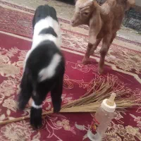 کهره بره شیری