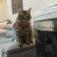 حیوان خانگی