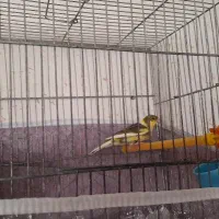 قناری قورولتی نر