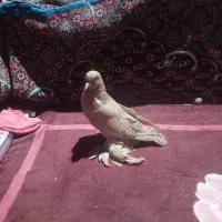 کبوتر