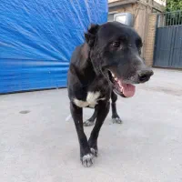 سگ نگهبان نژاد خراسانی با افغان|سگ|پاکدشت, پاکدشت (مامازند)|دیوار