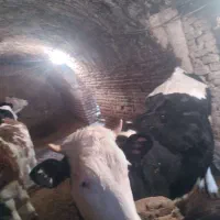 فروش ۴عدد گاو