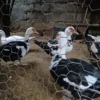 فروش پنج عدد اردک اسرائیلی ماده