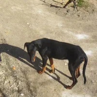 سگ نگهبان|سگ|طاغنکوه, |دیوار