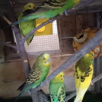 مرغ عشق|پرنده|قشم, |دیوار