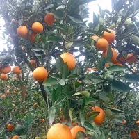 پرتقال نارنگی همدان ملایر