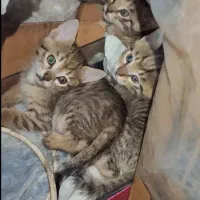 واگذاری گربه