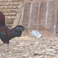 خروس لاری|حیوانات مزرعه|جوادآباد, |دیوار