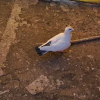 نردم سبز زیر رو بسته کفتر سوراخ