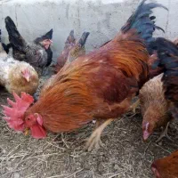 تعدادی خروس|حیوانات مزرعه|شیرینسو, |دیوار