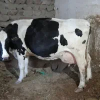 گاو و گوساله|حیوانات مزرعه|قره پشتلو, |دیوار