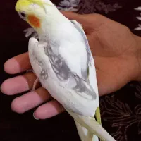 عروس هلندی|پرنده|اسلام‌شهر, شهرک محمدیه|دیوار