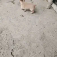 توله پاه کوتاه گوش تیز قشنگ|سگ|گرگان, |دیوار