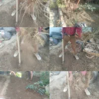 احیای باغچه و هرس درختان