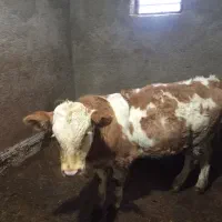 گوساله ماده|حیوانات مزرعه|مریوان, |دیوار