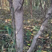 نهال هلو و شلیل