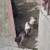 مرغ و خروس و جوجه پاکوتا