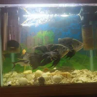 ماهی اسکار و پنگوسی لجنخوار معاوضه با سهره و قناری