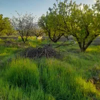 باغ ۱۵ ساله کامل با برق فنس کشی کامل و نگهبان|فروش دفتر صنعتی، کشاورزی، تجاری|دورود, |دیوار