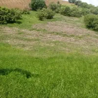 فروش بلوط برای خوراکی حیوانات