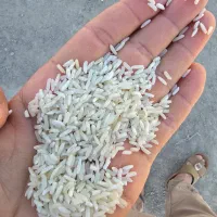 برنج پنج درصد پاکستانی سفید