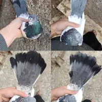 کبوتر کله دار