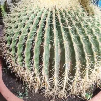 اکینو کاکتوس