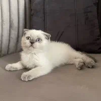 بچه گربه بامزه