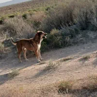 سگ خراسانی|سگ|اسفراین, |دیوار
