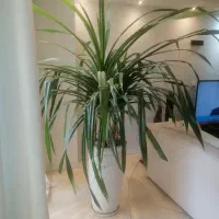 گل آپارتمانی آناناس با گلدان سفالی بزرگ