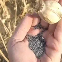 بذر  درمانی