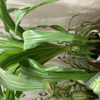 گل‌های طبیعی آپارتمانی فریمان