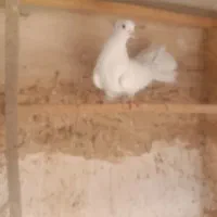 کفتر|پرنده|قم, سرحوض|دیوار