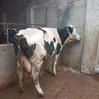 گاو بدون گوساله 30کیلو شیر|حیوانات مزرعه|القجر, |دیوار