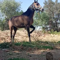 اسب مادیان|اسب و تجهیزات اسبسواری|پیشخور, |دیوار