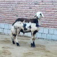 قوچ و بره قوچ|حیوانات مزرعه|میاندوآب, |دیوار