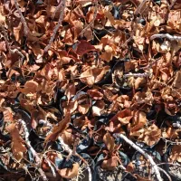 یک ساله|گل و گیاه طبیعی|چترود, |دیوار