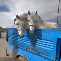 اسب اسب اسب