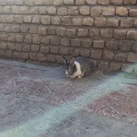 خرگوش با هوش زیرک