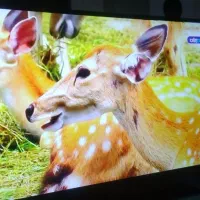 ال ای دی ۴۳اینچ اسنوا